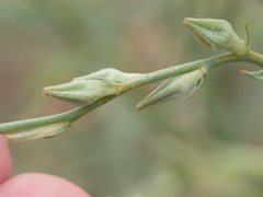 Oenothera podocarpa