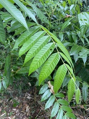 Cedrela fissilis