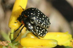 Oxythyrea marginalis