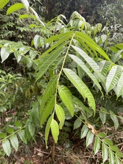 Cedrela fissilis