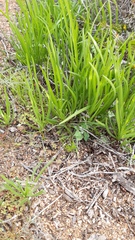 Plantago hispidula