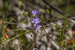Thelymitra megcalyptra