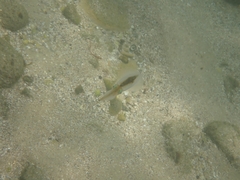 Sepioteuthis australis