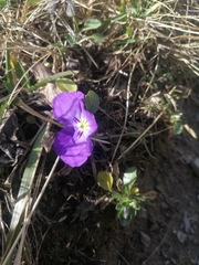 Viola calcarata