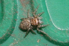 Tusitala