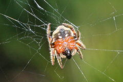 Caerostris sexcuspidata