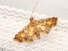 Nacoleia
