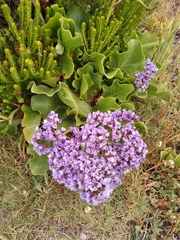 Limonium perezii