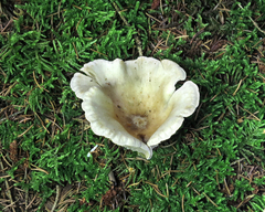 Leucopaxillus