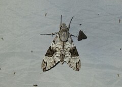 Psilogramma casuarinae