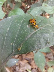 Spilocephalus bipunctatus