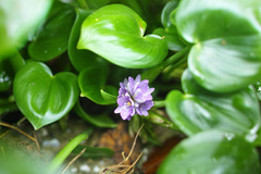 Pontederia vaginalis