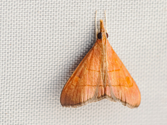 Hemiscopis sanguinea
