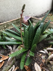 Gasteria