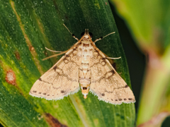 Lamprosema tampiusalis