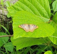 Anartia jatrophae semifusca