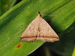 Lysimelia alstoni