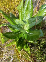 Hermas villosa