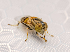 Eristalinus