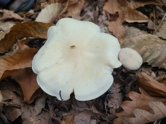 Tricholoma album