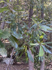 Brabejum stellatifolium