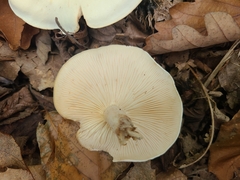 Tricholoma album