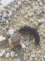 Nyctophila reichii