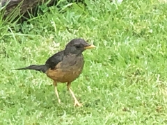 Turdus olivaceus