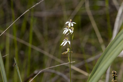 Caladenia cucullata