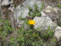 Oedera capensis