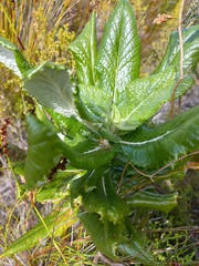 Hermas villosa