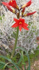 Zephyranthes phycelloides