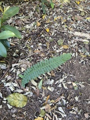 Blechnum australe