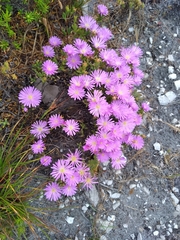 Lampranthus glomeratus