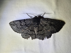 Melanodes anthracitaria