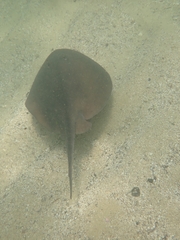 Trygonoptera testacea