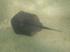 Trygonoptera testacea