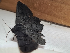 Melanodes anthracitaria