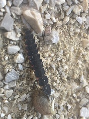 Nyctophila reichii