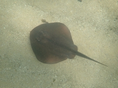 Trygonoptera testacea