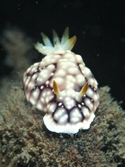 Goniobranchus geometricus