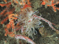 Phyllodesmium