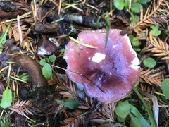 Russula