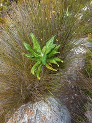 Hermas villosa