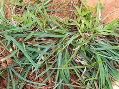 Eleusine indica