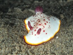 Goniobranchus daphne