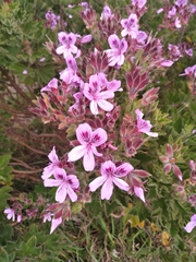 Pelargonium cucullatum