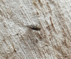 Nimbopsocus