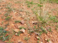Eragrostis