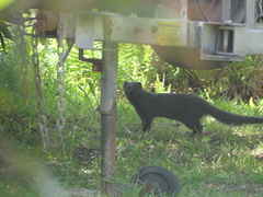 Herpestes pulverulentus